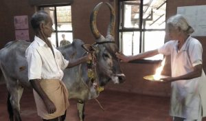 Cow pooja at Vaidyagrama